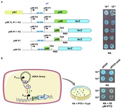 Regulation of ytfK by cAMP-CRP Contributes to SpoT-Dependent Accumulation of (p)ppGpp in Response to Carbon Starvation YtfK Responds to Glucose Exhaustion